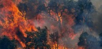 sındırgıda orman yangını (2)